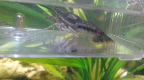 Procambarus dupratzii image