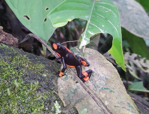 Harlequin Poison Frog, Oophaga histrionica