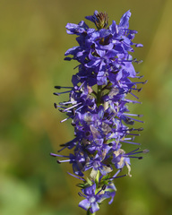 Veronica × schmakovii