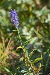 Veronica × schmakovii
