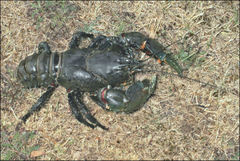 Euastacus bispinosus