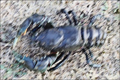 Euastacus bispinosus
