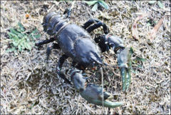 Euastacus bispinosus