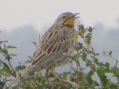 Macronyx aurantiigula