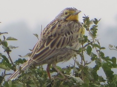 Macronyx aurantiigula