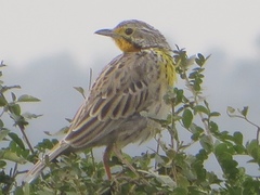 Macronyx aurantiigula