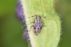 Deraeocoris punctum