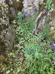 Euphorbia semiperfoliata
