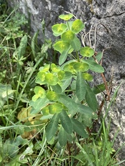 Euphorbia semiperfoliata