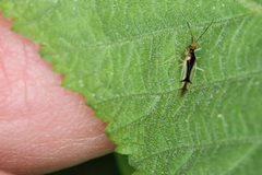 Hyaliodes