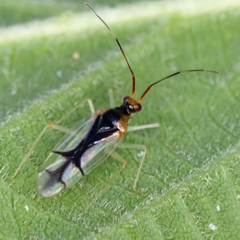 Hyaliodes