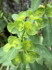 Euphorbia semiperfoliata