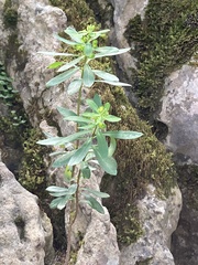 Euphorbia semiperfoliata