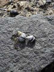 Echinolittorina peruviana image
