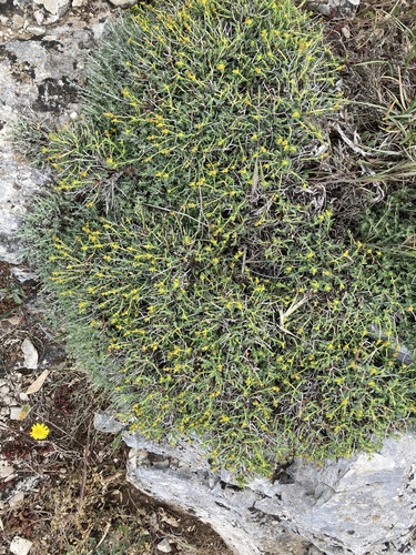 Euphorbia spinosa ssp. spinosa