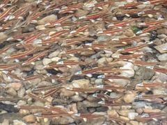 Notropis lutipinnis