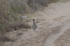 Nothoprocta cinerascens