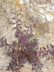 Penstemon triphyllus