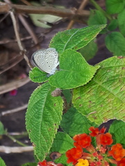 Zizula hylax pygmaea