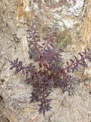 Penstemon triphyllus