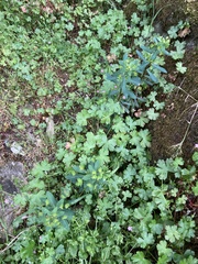 Euphorbia semiperfoliata