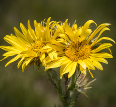 Berkheya multijuga