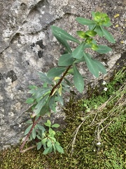 Euphorbia semiperfoliata
