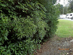 Melicytus lanceolatus