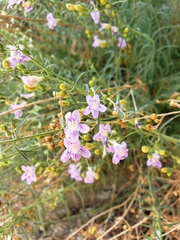 Penstemon triphyllus