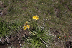 Berkheya multijuga