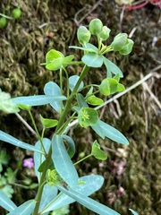 Euphorbia semiperfoliata