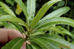 Melicytus lanceolatus