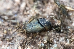 Euoniticellus fulvus