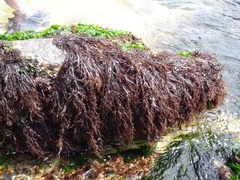 Chondracanthus chamissoi