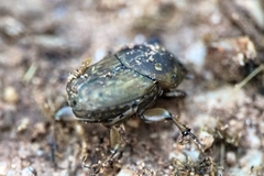 Euoniticellus fulvus