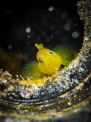 Lubricogobius exiguus