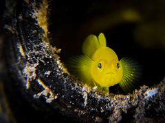 Lubricogobius exiguus