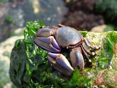 Petrolisthes violaceus