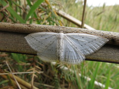 Orthoclydon praefectata