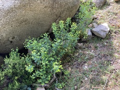 Euphorbia semiperfoliata