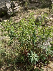 Euphorbia semiperfoliata