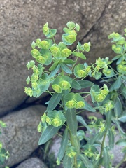 Euphorbia semiperfoliata