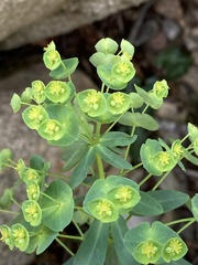 Euphorbia semiperfoliata