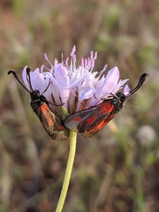 Zygaena sarpedon