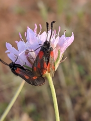 Zygaena sarpedon