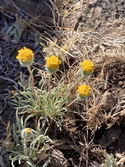 Erigeron bloomeri