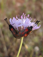 Zygaena sarpedon