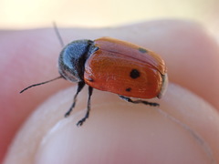 Cryptocephalus obliteratifer