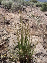 Melica stricta