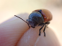 Cryptocephalus obliteratifer